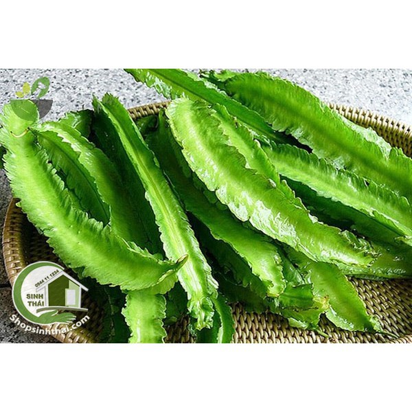 Hạt Giống Đậu Rồng  - Nảy Mầm Cực Chuẩn