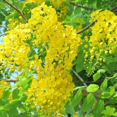 Cây muồng hoàng yến gieo hạt cao 70- 90 cm.