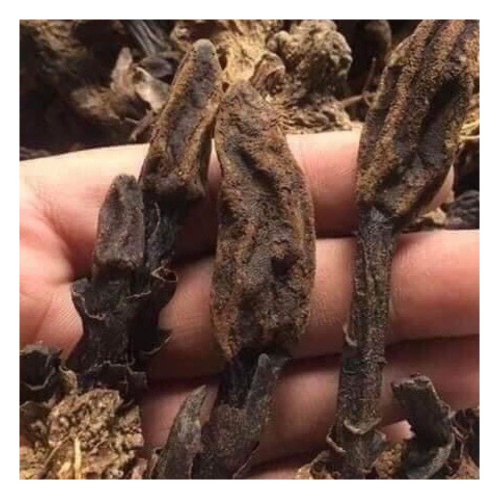 Nấm Ngọc Cẩu ( Nấm Toả Dương ) Khô Loại 1 Nguyên Búp, Khô Thơm Giúp Tăng Cường Sức Khoẻ, Bổ Thận tráng Dương Túi 1Kg | BigBuy360 - bigbuy360.vn