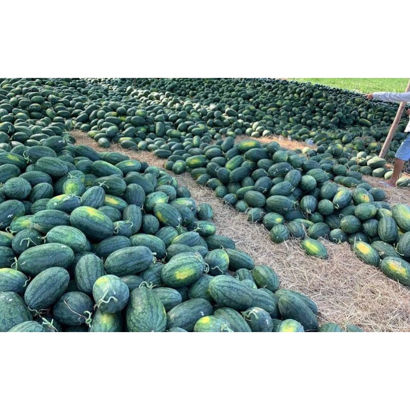 Hạt giống dưa hấu Hắc mỹ nhân lai F1 Quả dài gói 150 hạt
