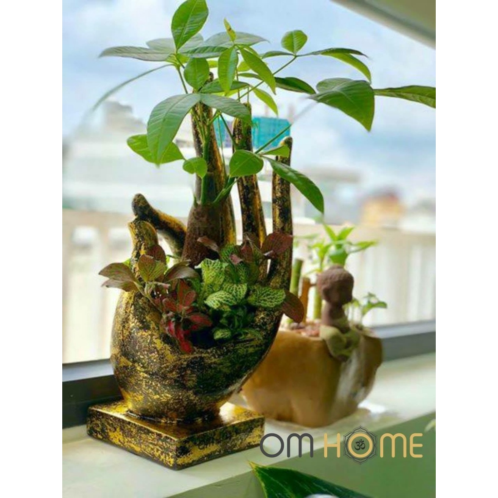 Ấn Vô Úy Có Cây Om Home