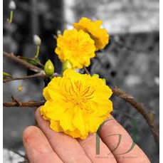 CÂY GIỐNG MAI VÀNG CÚC THỌ HƯƠNG