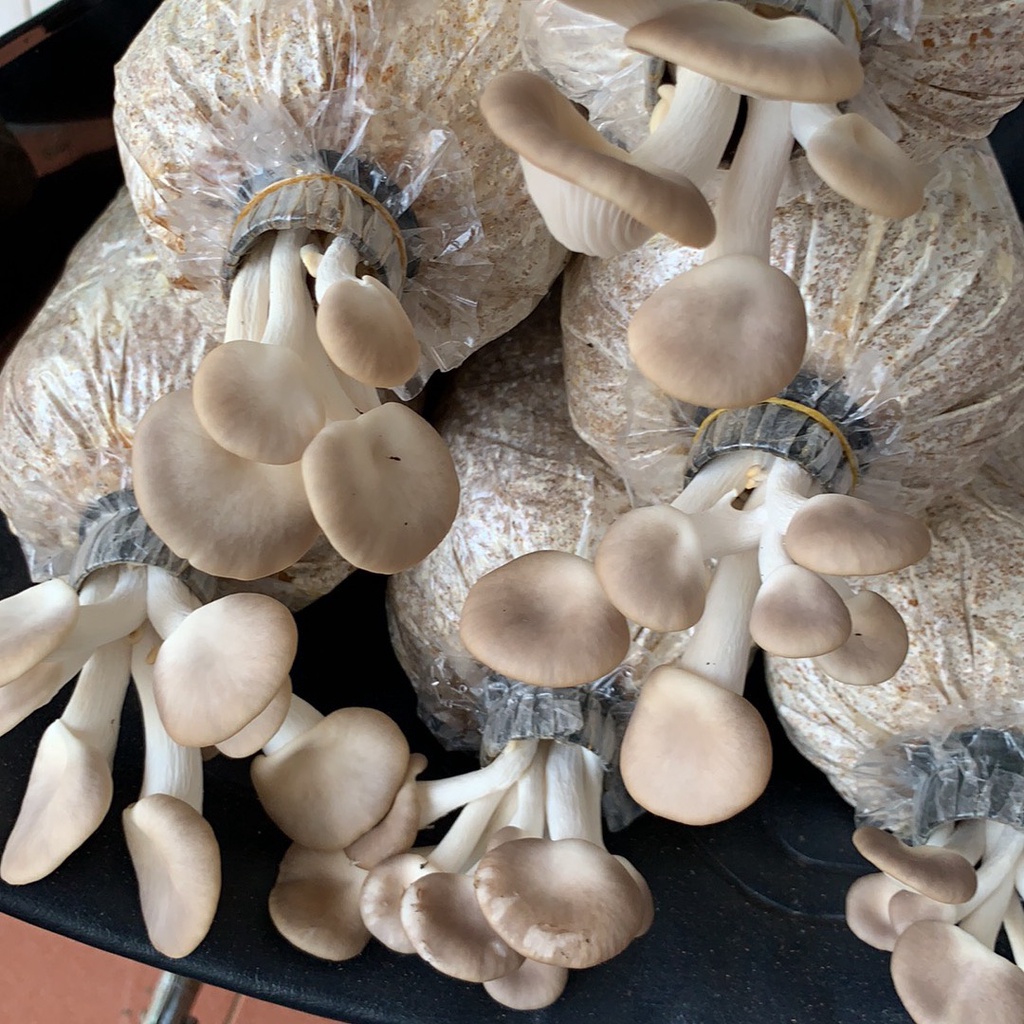 Phôi nấm Bào ngư