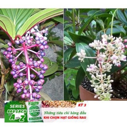 Hạt giống nho hồng Châu Á- Showy Asian Grapes