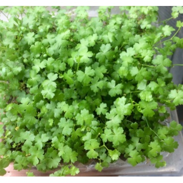 Rau má hương terrarium, thuỷ sinh, bán cạn hủ 10cm
