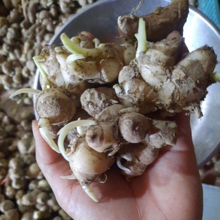 Củ giống có mầm địa liền 1kg  (xá kiếng) trồng từ tháng 1 tới tháng 3 âm lịch