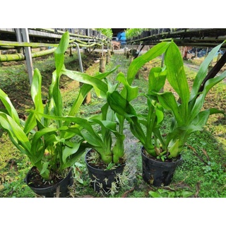 Hoàng hậu bọ cạp.