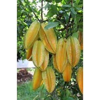 Cây giống khế ngọt