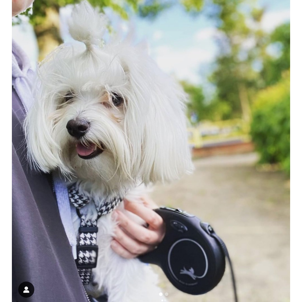 Flexi Dây xích dắt tự động các dòng New Classic / New Comforter chiều dài 5 m / 8 mét phù hợp chó &lt;12KG / 20KG / 50KG