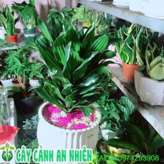 Chậu cây phát tài lá