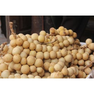 [ Xả - Cắt Lỗ ] Cây bòn bon Thái quả vàng chuẩn giống - Đơn hàng thanh toán trước tặng 1 xẻng inoc