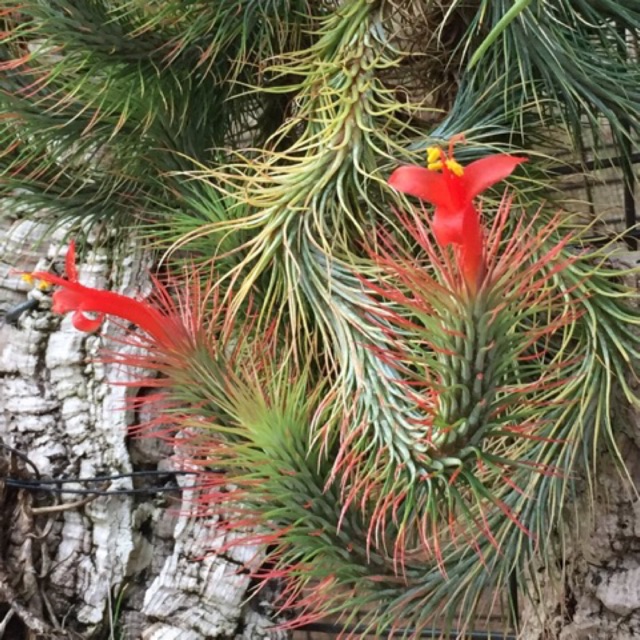 Cây không khí hồ ly size lớn-Tillandsia funckiana(15-20cm)