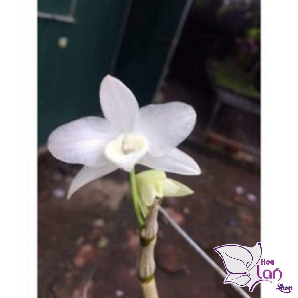 Lan Trầm Hiếm  🎁Mua 3 Tặng 1🎁  Hoa Cực Thơm