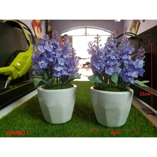Com bo 2 chậu hoa để bàn xinh