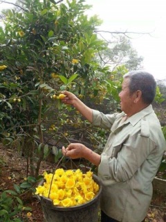 Trà Hoa Vàng!