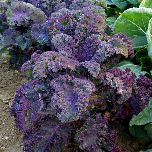 Hạt giống Cải lá Xoăn tím Kale