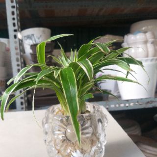 Chậu Lan Chi thủy sinh để bàn