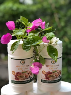 Bột ngũ cốc cao cấp