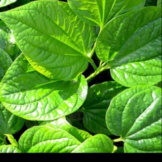 giống lá lốt 1bâu hơn 4 cây hình 3