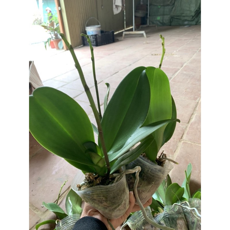 HOA LAN HỒ ĐIỆP CÂY ĐẠI ĐÃ CÓ NGỒNG chọn màu theo hình 2