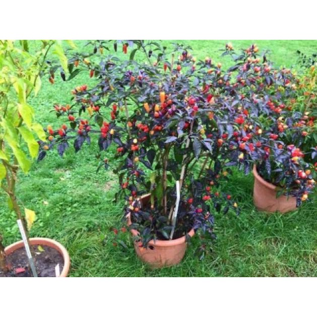 Hạt giống ớt ngũ sắc