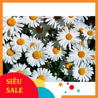 Gói 200 hạt giống cúc chi trắng  TẾT KHUYẾN MẠI
