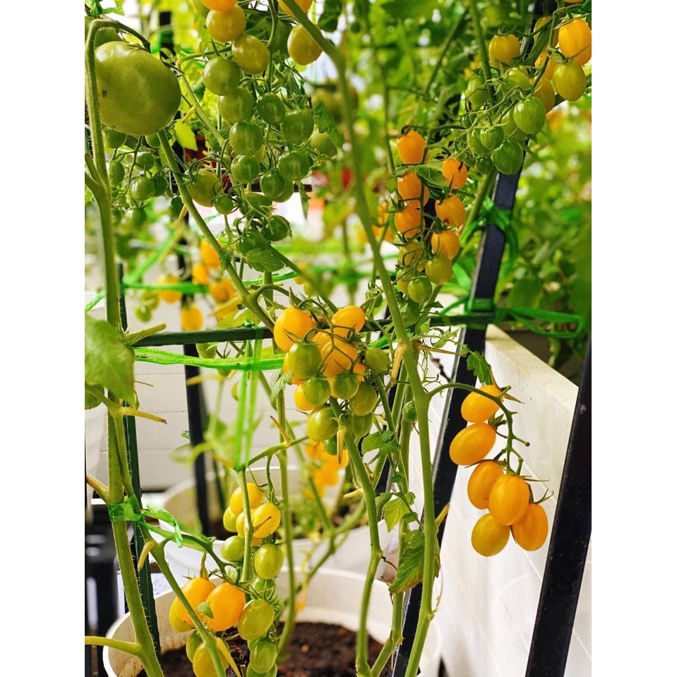 Thuốc trừ bệnh Aliette 800WG 100gram Phòng và trị các bệnh chết nhanh, sương mai, thối trái, xì mủ