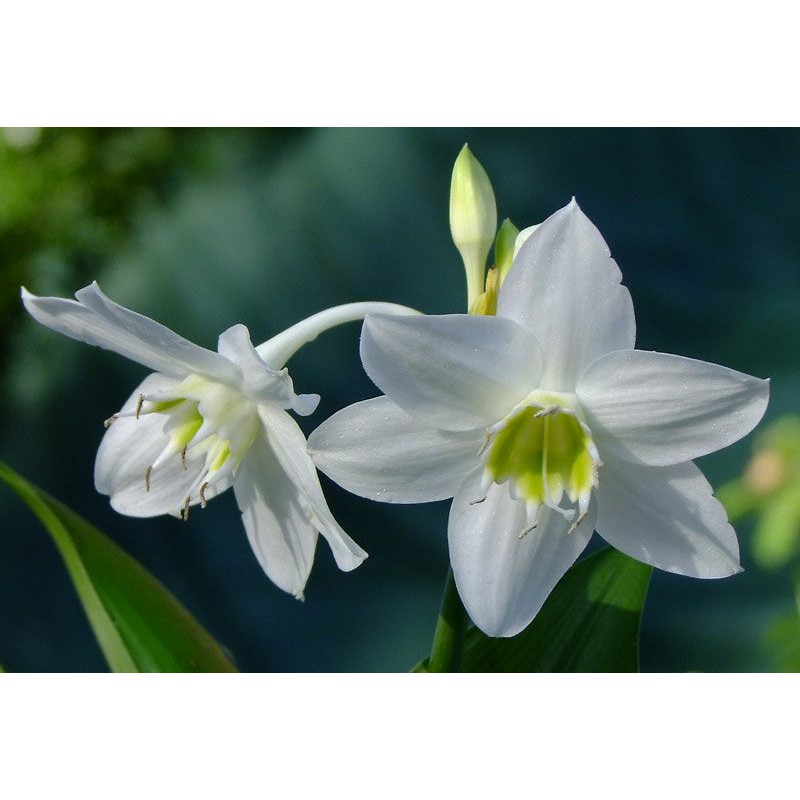 Củ hoa ngọc trâm