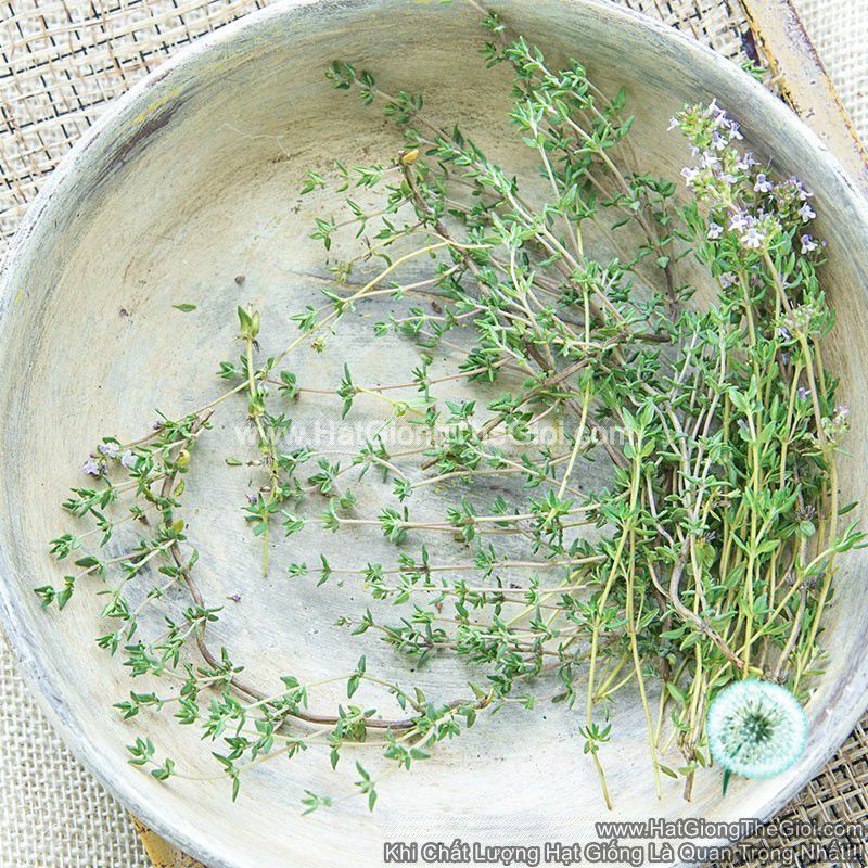 0.5GR 1000.HẠT Hạt Giống Cỏ Xạ Hương Thyme (| C26*W43)