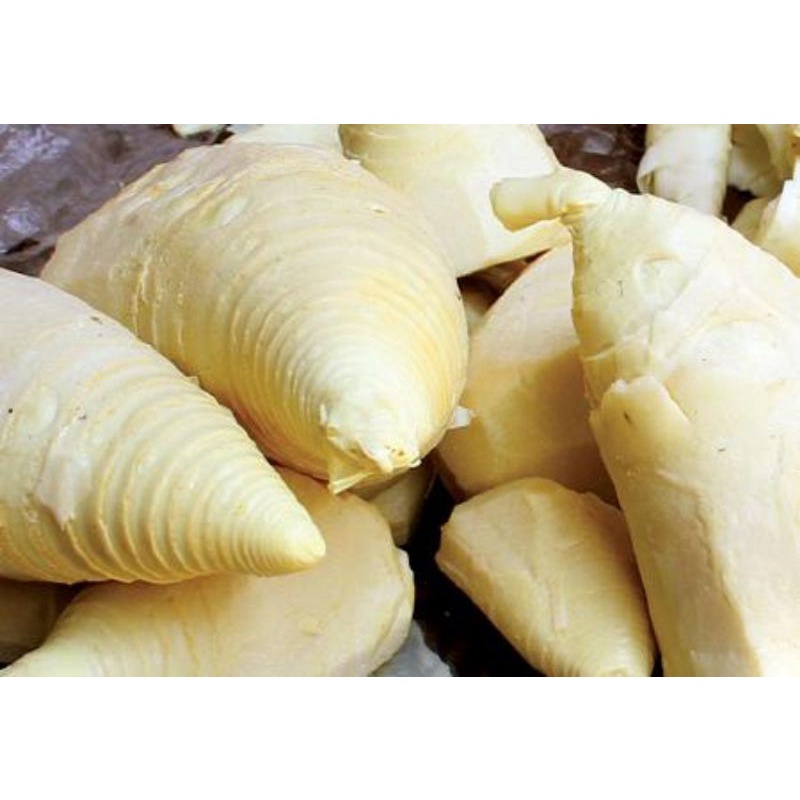 MĂNG TRE - LOẠI MĂNG CỦ VÀNG ĐẶC RUỘT ĐÃ LUỘC - DÙNG NẤU LẨU GÀ LÁ É