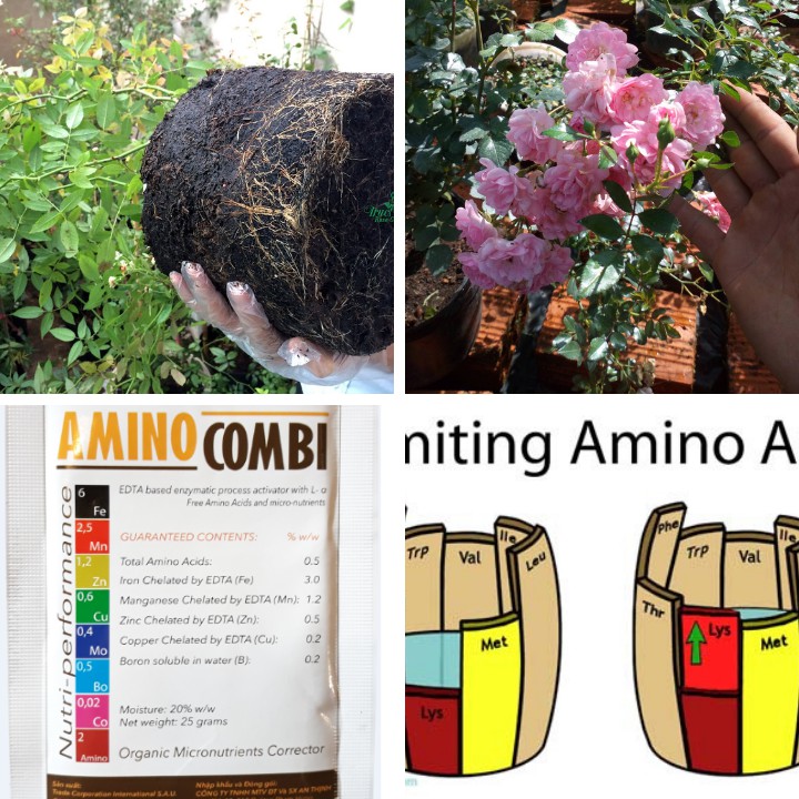 Phân bón vi lượng cho hoa hồng - Amino AZ Plus bổ sung vi lượng sắt, mangan, đồng, kẽm thiết yếu cho cây trồng