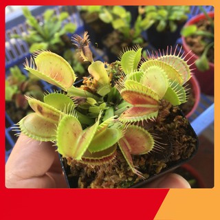 Hạt Giống Cây Ăn Thịt