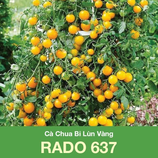 Hạt giống cà chua bi lùn vàng (0.1g)