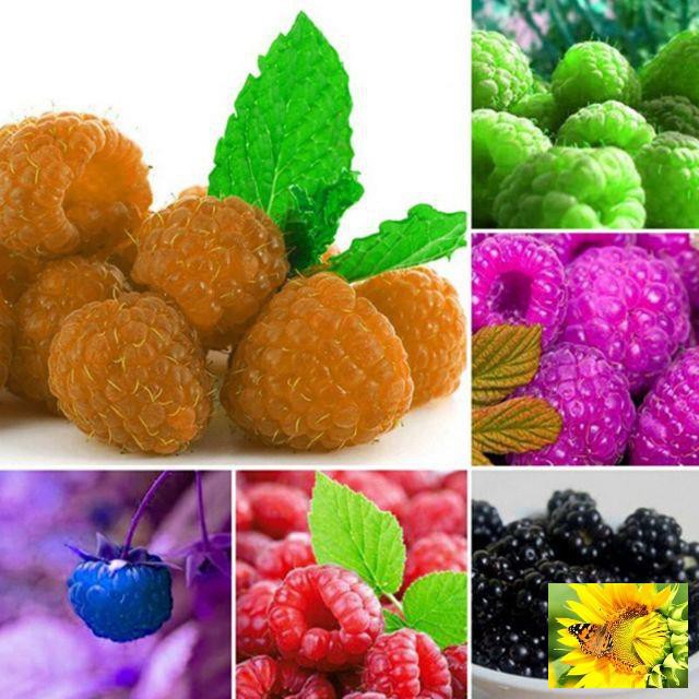 GÓI 30 HẠT GIỐNG MÂM XÔI MIX 5 MÀU