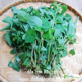 10g Hạt giống Rau dền cơm XTRA