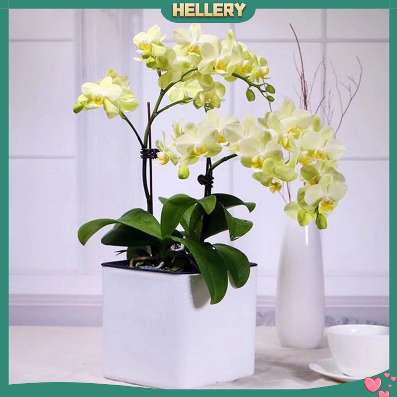 Chậu Trồng Cây Tự Tưới Nước Bằng Nhựa Hiện Đại