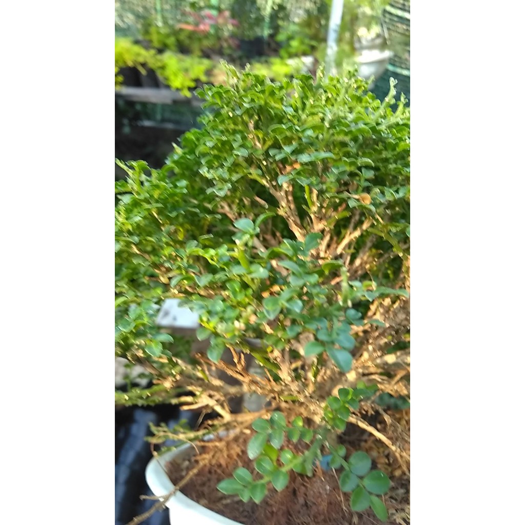 [Bonsai] Cây Nguyệt quế toàn cầu tuyệt đẹp (thanh lý xả kho)