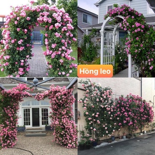 Gốc hoa hồng leo pháp f1 nhiều màu mua 3 tặng 1