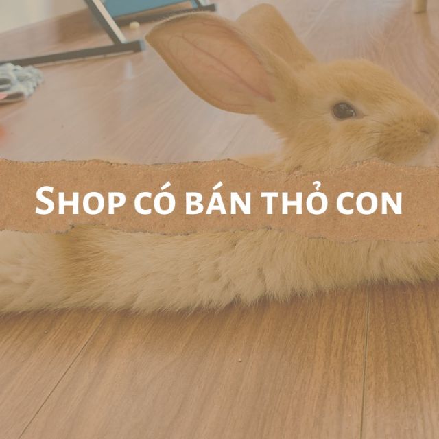 Thỏ con chờ đón ạ