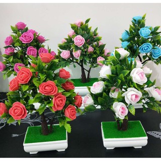 Chậu hoa hồng trang trí tết