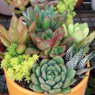 Chậu sen đá mix_chậu tròn 150k