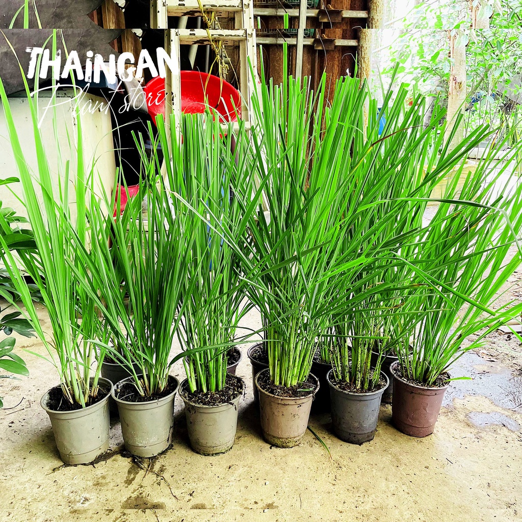 Cây Sả Giống - Vườn Ươm Thái Ngân