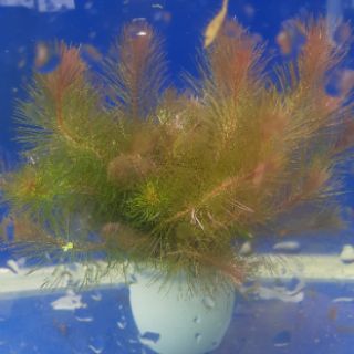 Rong Chỉ đỏ - Rotala wallichii