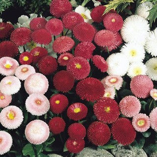 Hạt Giống Hoa Cúc Hoàng Hậu