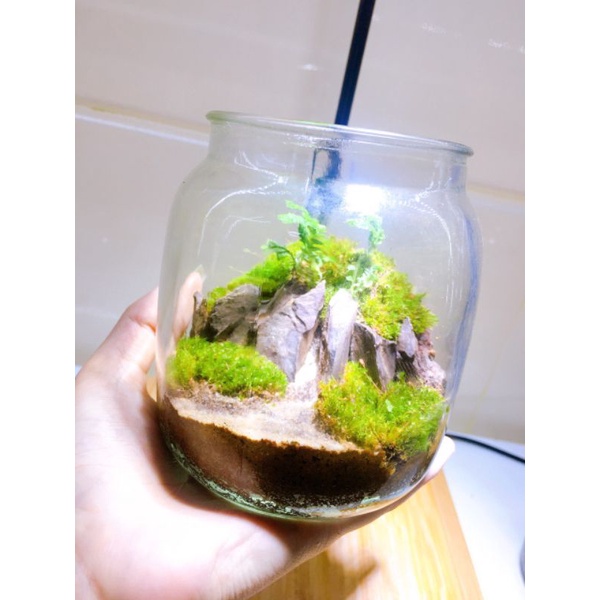 Bình tiểu cảnh Terrarium dùng trang trí bàn làm việc, học tập, quà tặng....