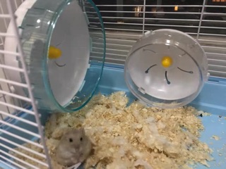 💜 WHEEL CHẠY DÀNH CHO HAMSTER 💜