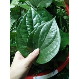 Nước cất lá trầu không