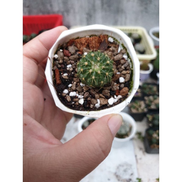 Xương rồng Melo mũ đỏ, cây con 2,5cm