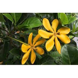 Cây lài vàng/lài hoàng đế cho hoa lâu tàn, rất thơm - Gardenia tubifera