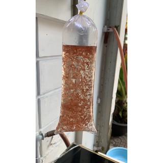 ARTEMIA SINH KHỐI